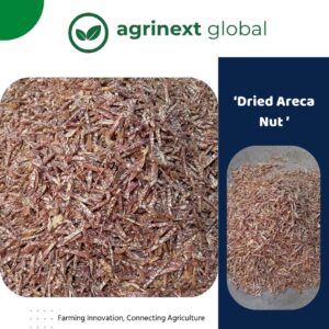 Bangladeshi Supari Wholesale