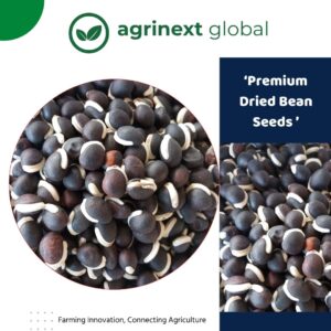 Premium dried bean seeds for diaspora marke