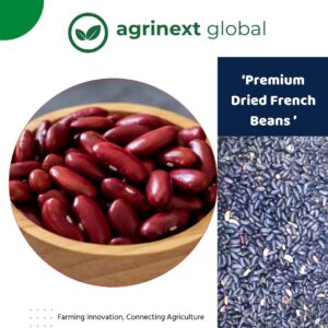dried french beans agrinext global