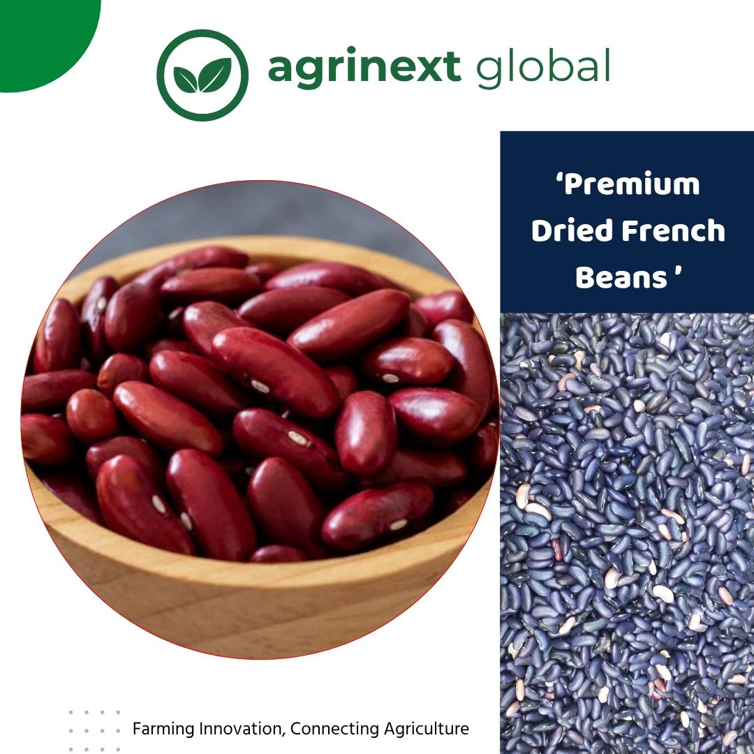 dried french beans agrinext global