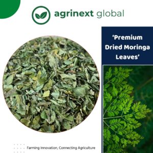 Bulk Moringa Leaves Bangladesh