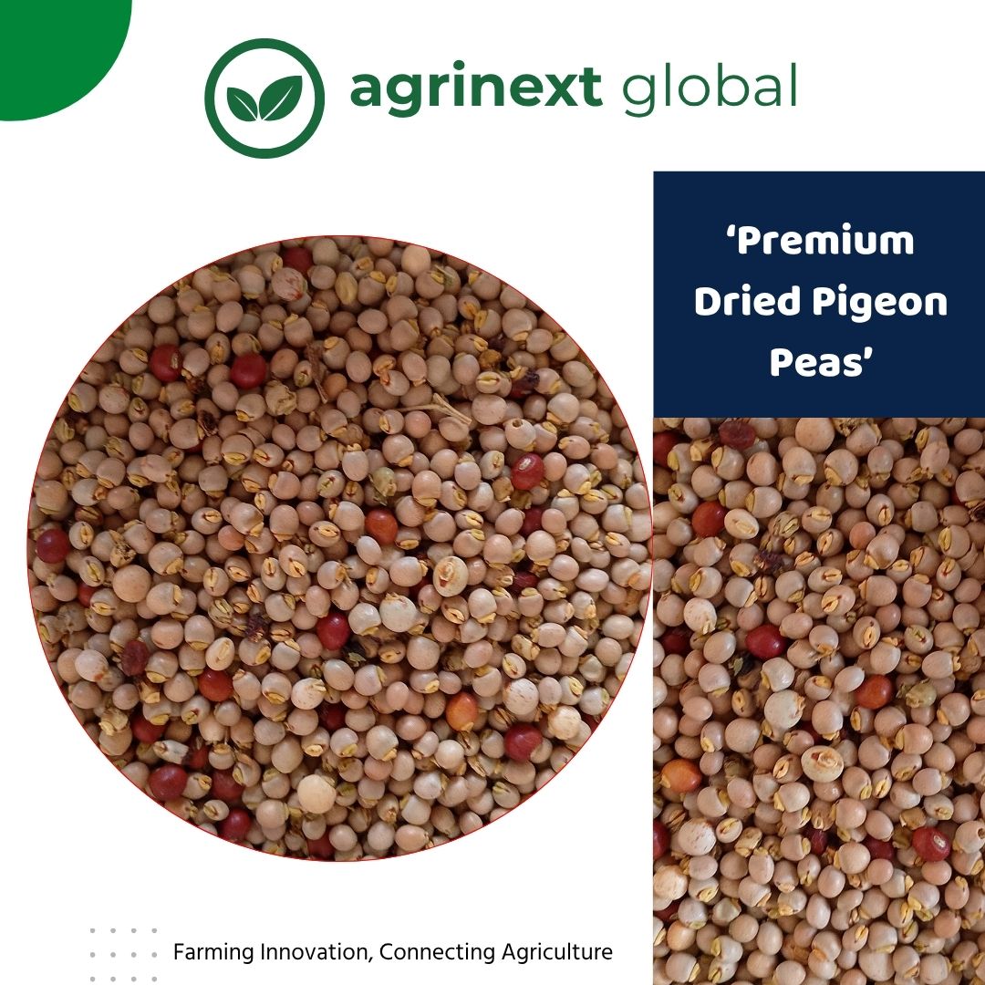 Dried Pigeon Peas