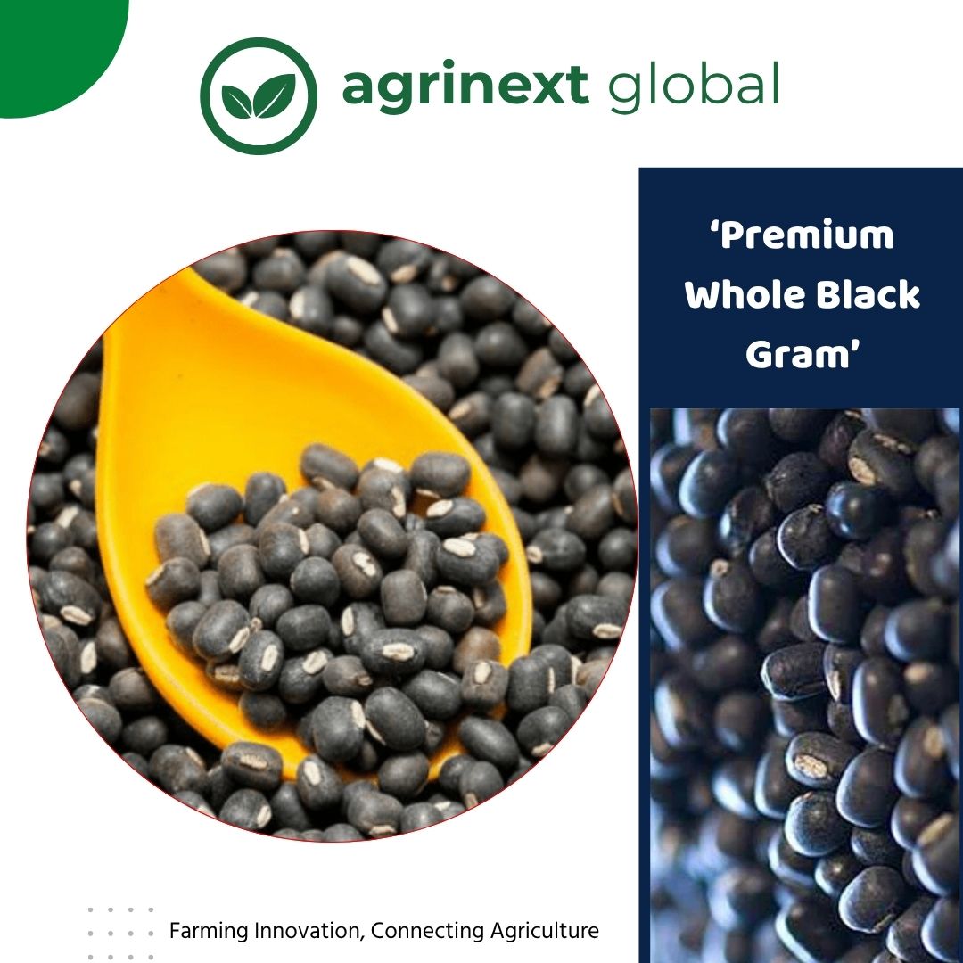 Whole Black Gram